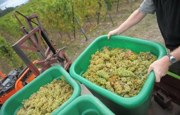 Les vendanges en Alsace : plus d’un millier d’emplois sont encore à pourvoir.