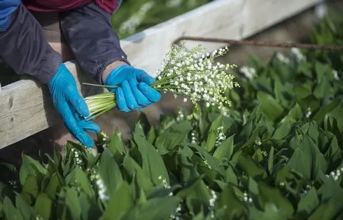 Nantes : Plus de 500 postes encore à pourvoir pour la cueillette du muguet !
