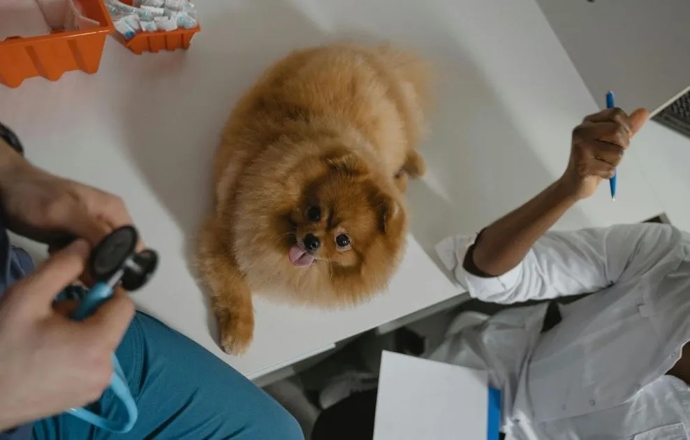 Top 10 des métiers en contact avec les animaux qui recrutent en France
