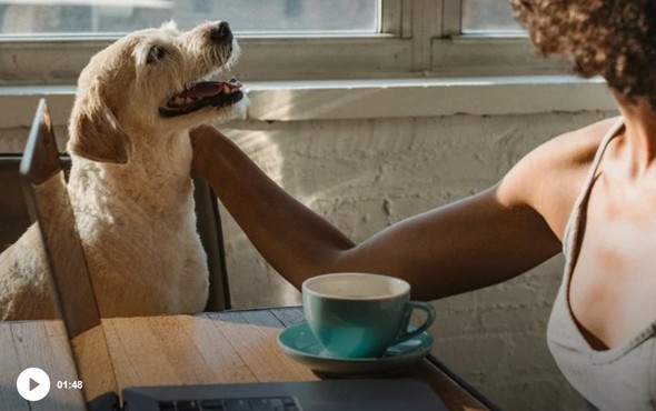 Peut-on emmener son chien au travail en toute l&eacute;galit&eacute; ?