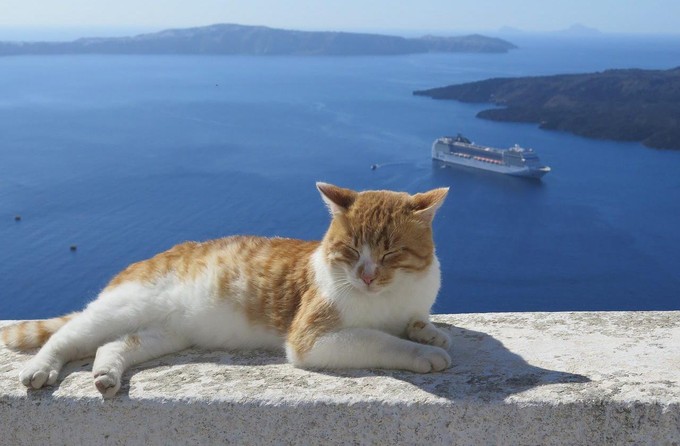Garder des chats sur une île, un job qui fait rêver !